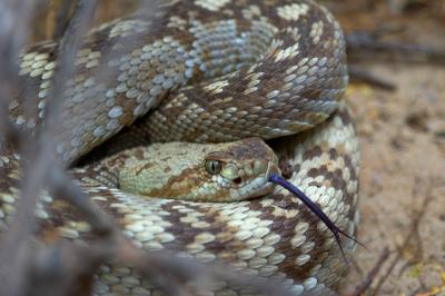 u13/krviera/medium/42614361.BlacktailedRattlesnake2.jpg