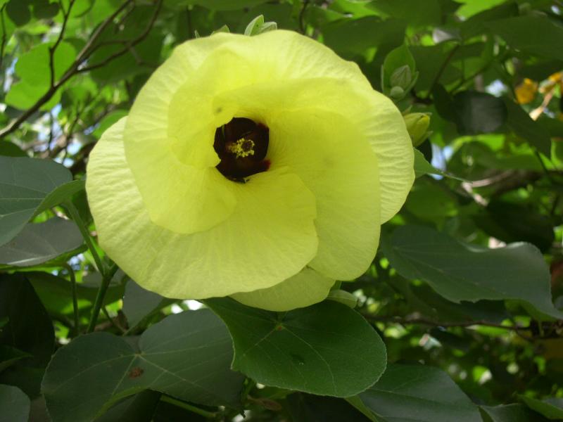 Cottonwood flower-1.