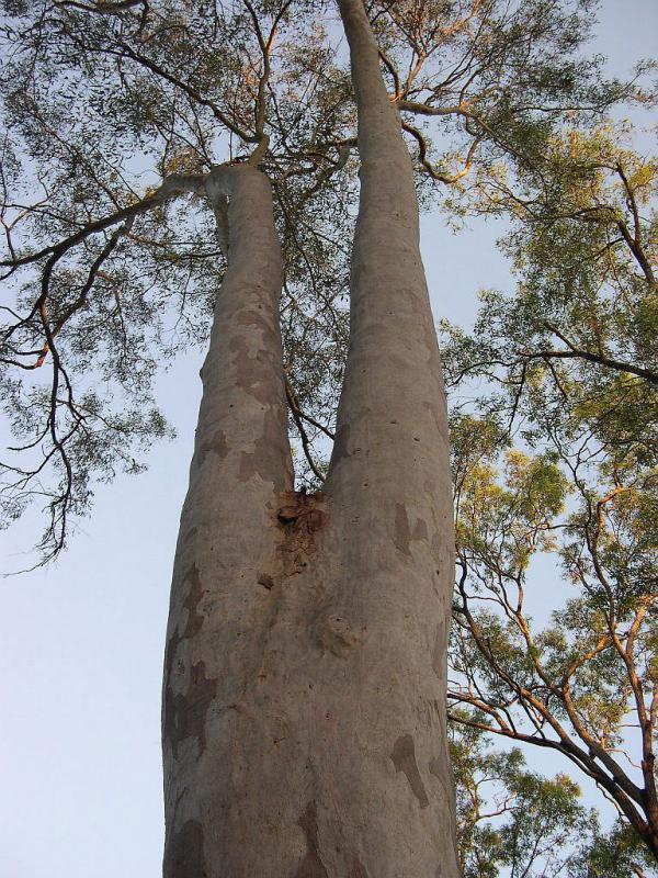 Gum Tree.JPG