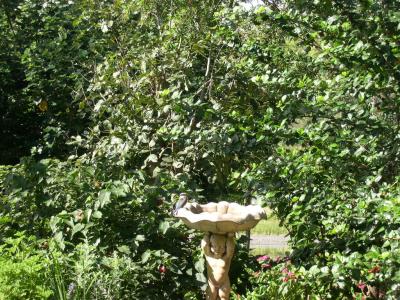 u13/laine82/medium/38515267.YoungKingfisherontheBirdbath1.jpg