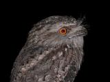 Tawny Frogmouth