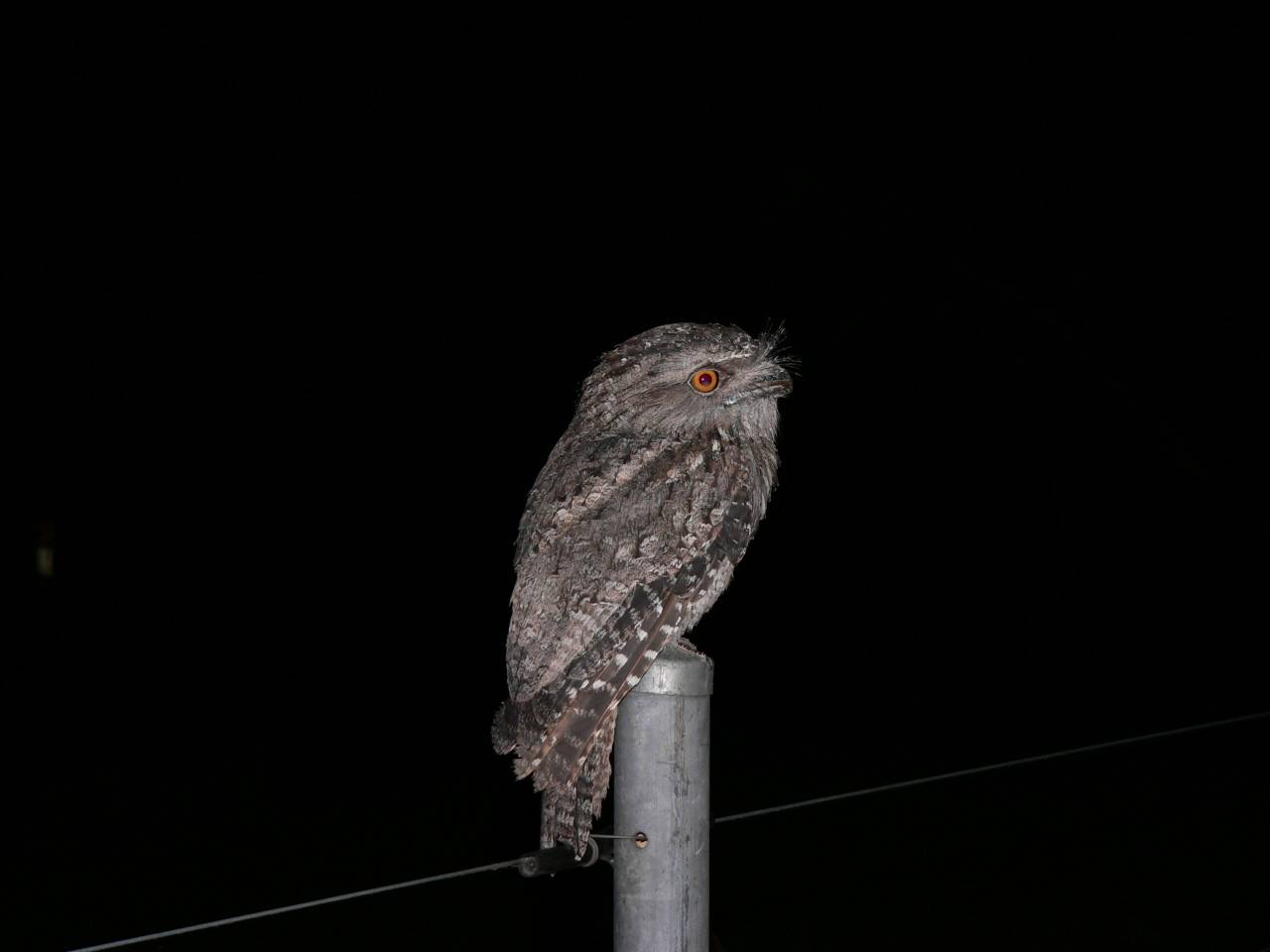 Tawny Frogmouth