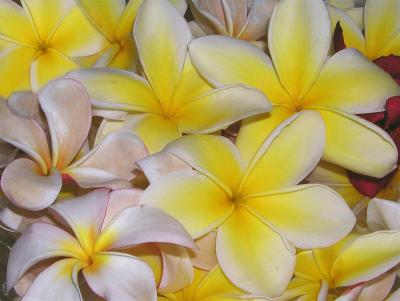 Plumeria Cluster