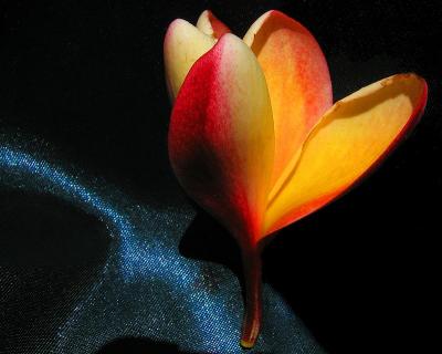 Friend's Flowers
