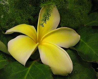 Yellow on Green