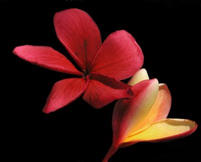 Red Plumeria