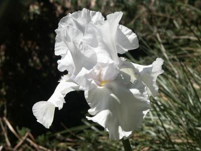 White Iris