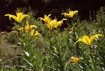 In the formal garden: Yellow