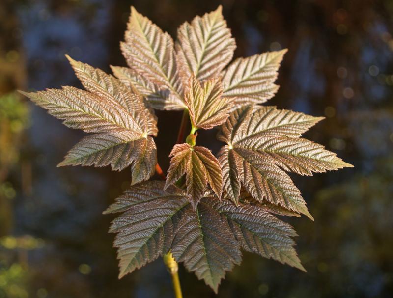 New Growth