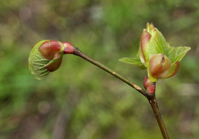 Sprouts