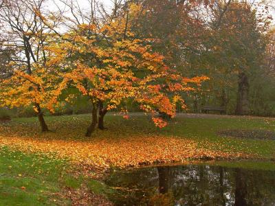 Wilhelmina Park