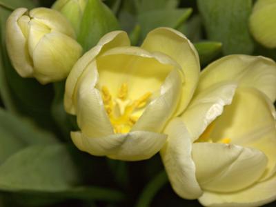 Tulips