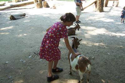 Goat Petting