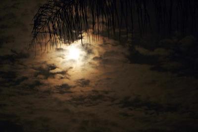 Moon, clouds and palm