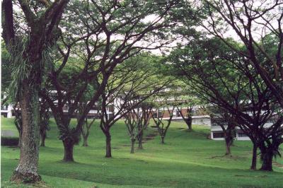 trees reminisce of the UP academic oval