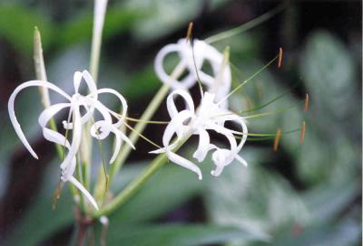 botanic2.jpg