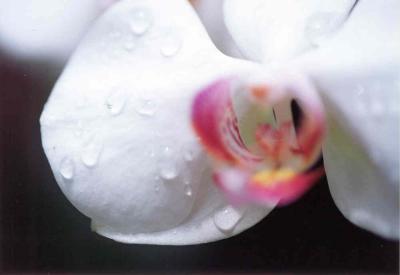 flower.jpg