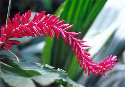 flower1.jpg