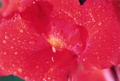 flower2.jpg