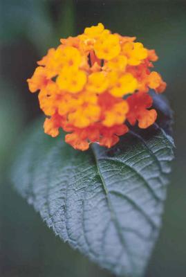 flower3.jpg
