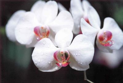flower4.jpg