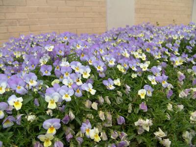 Field of Flowers