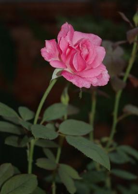 Rose