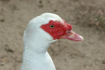 Duck Profile