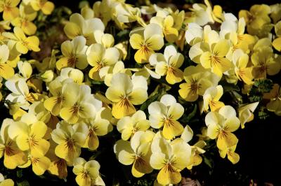 Little Yellow Flowers