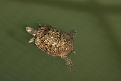 Turtle Swimming