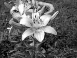 Black and White