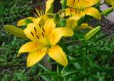 Tiger Lily