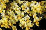 Little Yellow Flowers