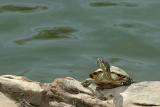Turtle Sunbathing