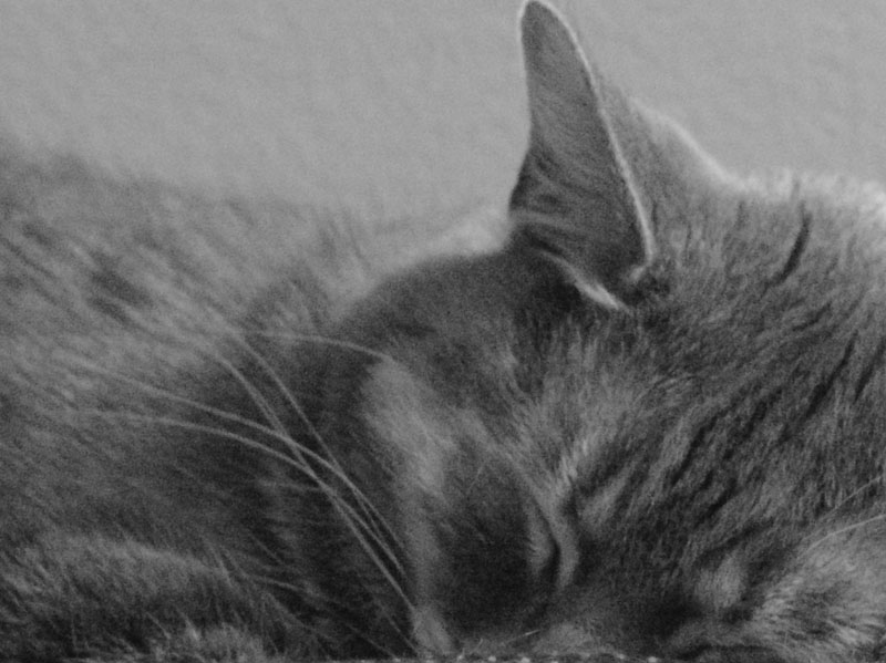 Hector Sleeping