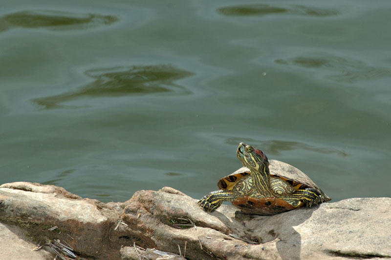 Turtle Sunbathing