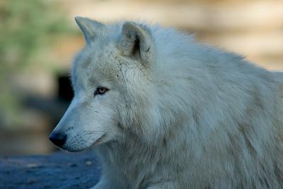 Loup de l'Arctique