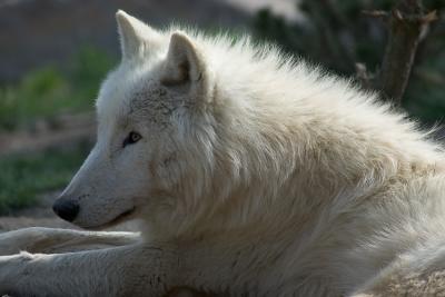 Loup de l'Arctique