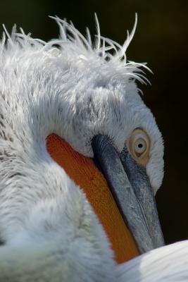 Pelican Fris