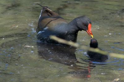 Gallinule poule-d'eau