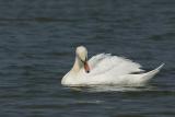 Cygne tubercul