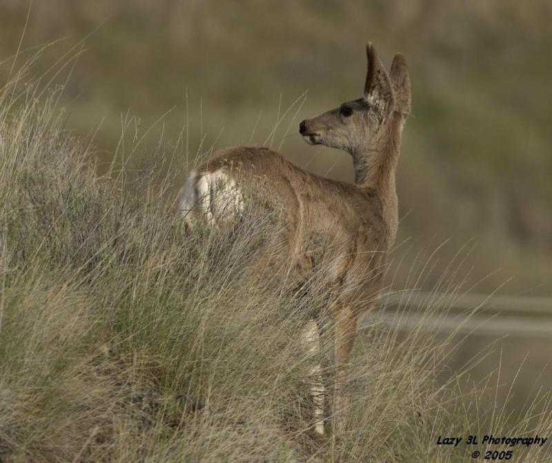 Yes, Deer?<br>April 23