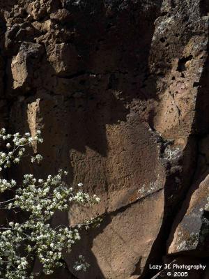 Flowers in the rimrocks