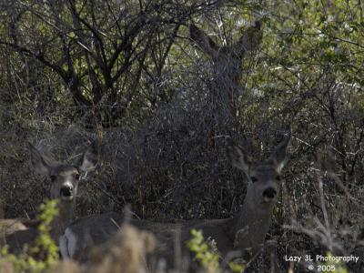 Watchers in the Thicket