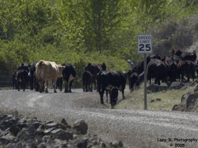 Nope, nobody speeding here!