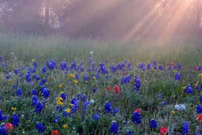 Bluebonnet Sunrise 8052