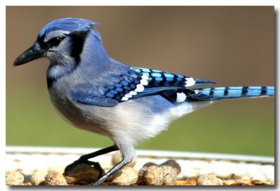 Blue Jay 5585