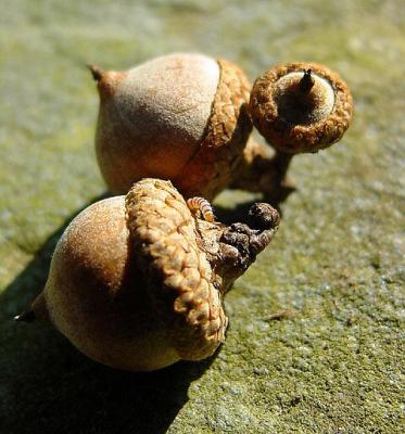 acorn resident