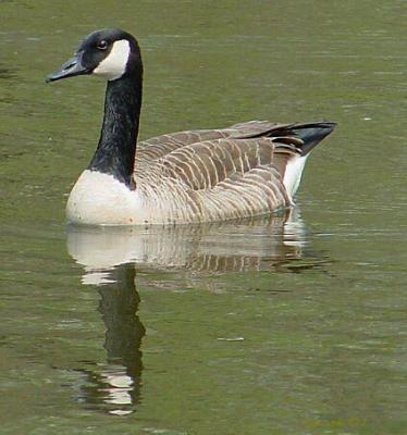 canada goose