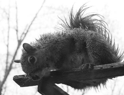 soggy squirrel
